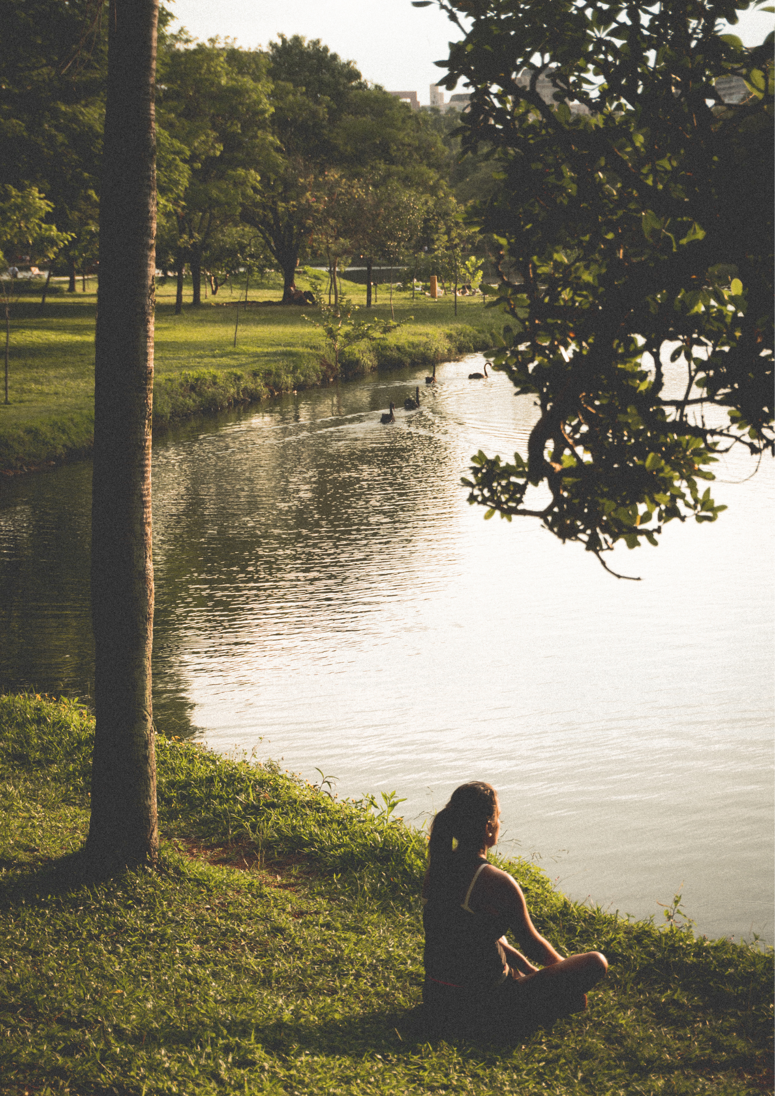 psicoterapia bosque